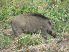 Sus scrofa cristatus