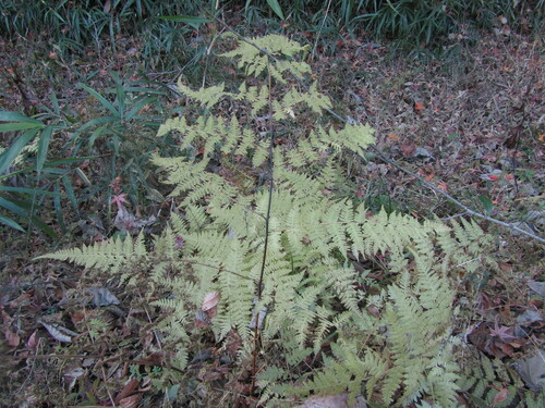 Image of Macrothelypteris viridifrons by no rights reserved