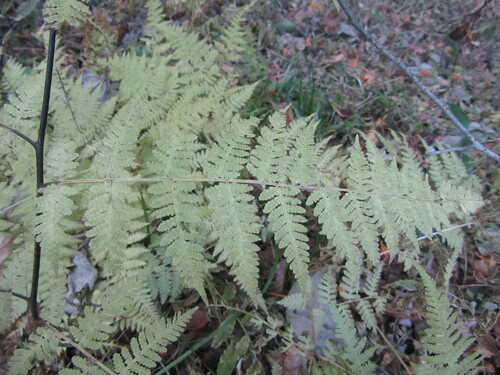 Image of Macrothelypteris viridifrons by no rights reserved