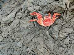 Grapsus