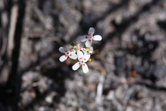 Stylidium guttatum