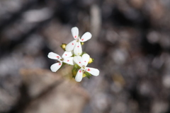 Stylidium guttatum