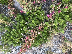 Disphyma crassifolium