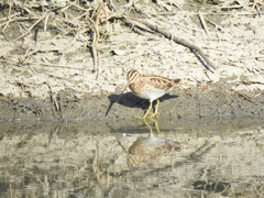 Gallinago gallinago