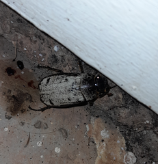 Dermolepida albohirtum