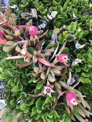 Disphyma crassifolium