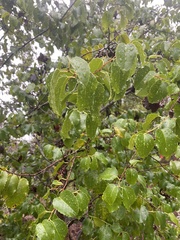 Prunus ilicifolia