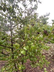 Prunus ilicifolia