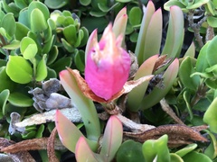 Disphyma crassifolium