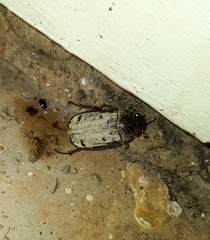 Dermolepida albohirtum