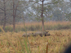 Rhinoceros unicornis