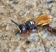Philanthus triangulum diadema