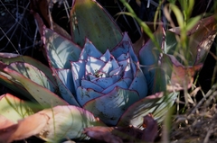 Echeveria subrigida