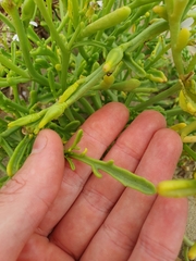 Cakile maritima maritima