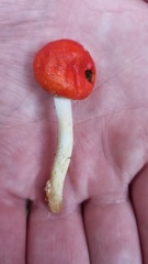 Leratiomyces erythrocephalus