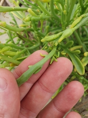 Cakile maritima maritima