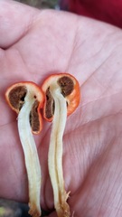 Leratiomyces erythrocephalus