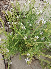 Cakile maritima maritima
