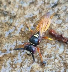 Philanthus triangulum diadema