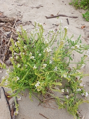 Cakile maritima maritima