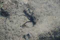 Macrophiothrix