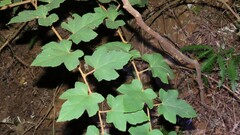 Rubus reflexus hui