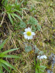 Ranunculus buchananii
