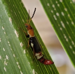Carphurus fasciculatus