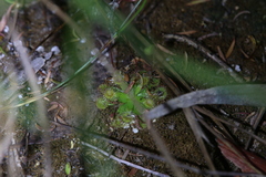 Drosera pulchella