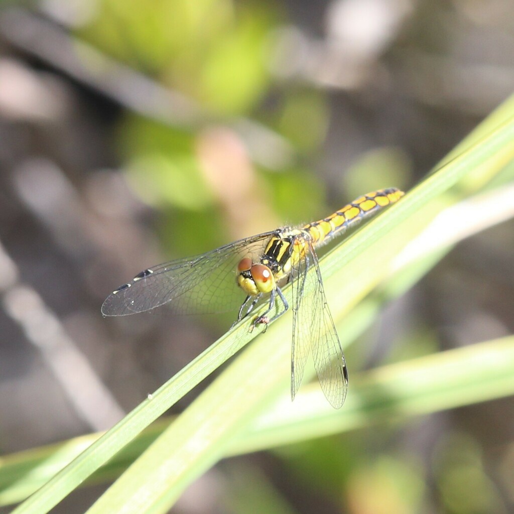 Western Pygmyfly