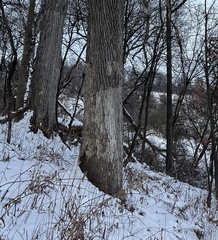 Aleurodiscus oakesii