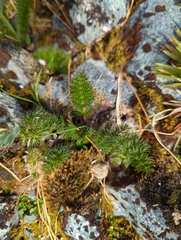 Anisotome capillifolia
