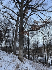 Aleurodiscus oakesii