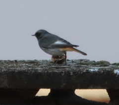 Phoenicurus ochruros