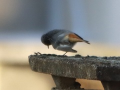 Phoenicurus ochruros