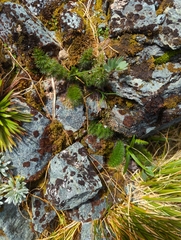 Anisotome capillifolia