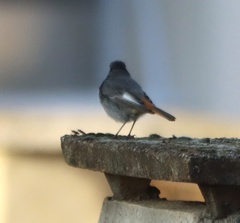 Phoenicurus ochruros