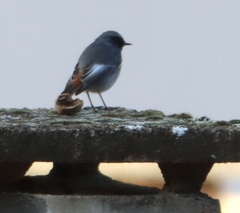 Phoenicurus ochruros