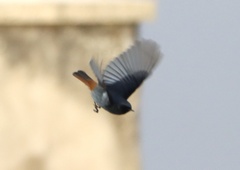 Phoenicurus ochruros