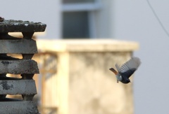 Phoenicurus ochruros