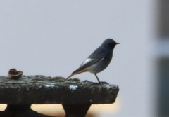 Phoenicurus ochruros