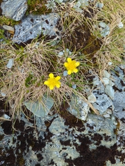 Ranunculus sericophyllus