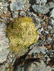 Hectorella caespitosa