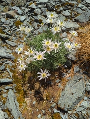 Ranunculus buchananii