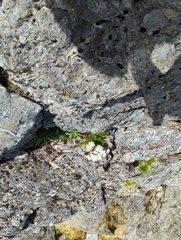 Anisotome capillifolia