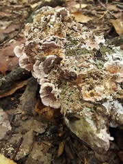 Trichaptum abietinum image