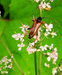 Alosterna tabacicolor