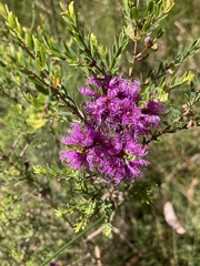 Melaleuca thymifolia