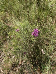 Melaleuca thymifolia