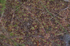 Drosera pulchella